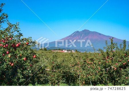 秋晴れの岩木山と真っ赤に実った林檎の果実 74728625