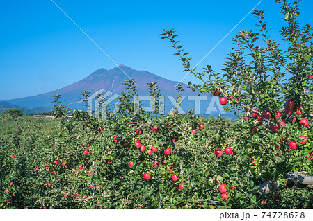 秋晴れの岩木山と真っ赤に実った林檎の果実 秋晴れの岩木山と真っ赤に実った林檎の果実 74728628
