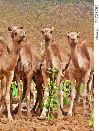 close-up young camels caravan on natural depasture close-up young camels caravan on natural depasture 74728769