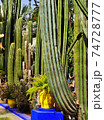giant cactus trunks in colorful tropical garden 74728777