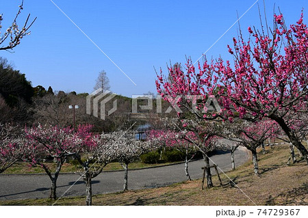 冬の旭公園　咲き始めの梅林　冬のさくら 74729367