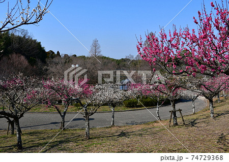 冬の旭公園 咲き始めの梅林 冬のさくら 冬の旭公園 咲き始めの梅林 冬のさくら 74729368