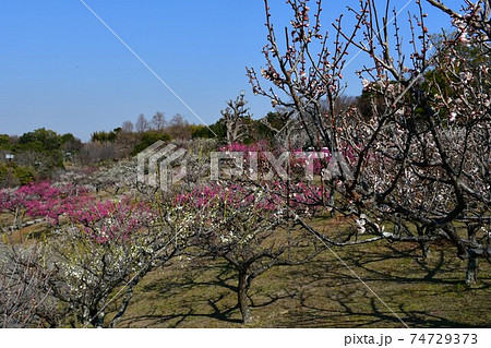 冬の旭公園　咲き始めの梅林　冬のさくら 74729373