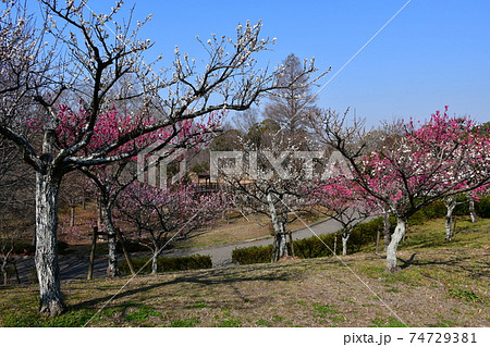 冬の旭公園 咲き始めの梅林 冬のさくら 冬の旭公園 咲き始めの梅林 冬のさくら 74729381