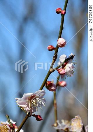 冬の旭公園　咲き始めの梅林　冬のさくら 74729386