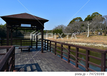 冬の旭公園　咲き始めの梅林　冬のさくら 74729399