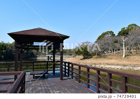 冬の旭公園 咲き始めの梅林 冬のさくら 冬の旭公園 咲き始めの梅林 冬のさくら 74729401