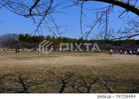 冬の旭公園 咲き始めの梅林 冬のさくら 冬の旭公園 咲き始めの梅林 冬のさくら 74729404