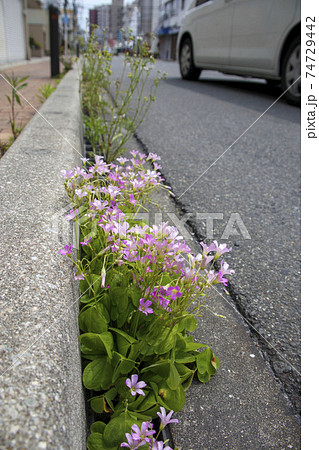 アスファルトの道端に咲くムラサキカタバミの花の写真素材