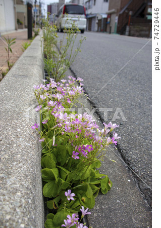 アスファルトの道端に咲くムラサキカタバミの花 74729446