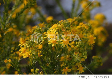 ゴールデンクラッカーの花 キク科の常緑低木の写真素材