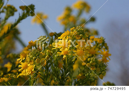 ゴールデンクラッカーの花 キク科の常緑低木の写真素材