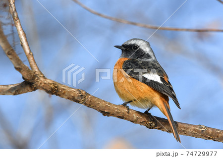 ジョウビタキ 74729977