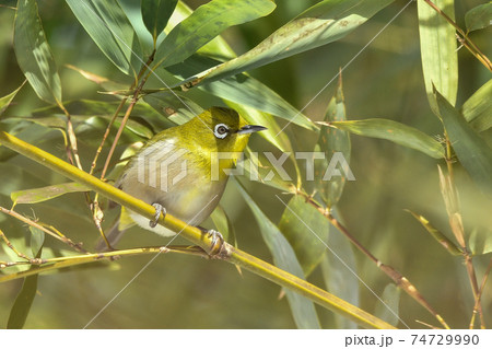 メジロ メジロ 74729990