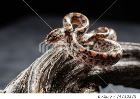 A little snake on the branch A little snake on the branch 74730279