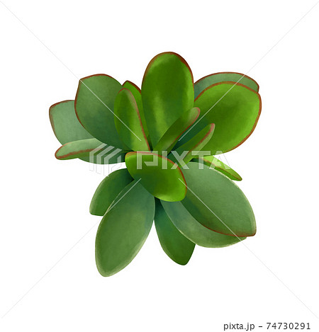 鮮やかな緑色の多肉植物の金の成る木　線画なし 74730291