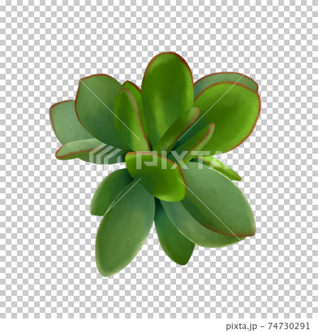 鮮やかな緑色の多肉植物の金の成る木　線画なし 74730291