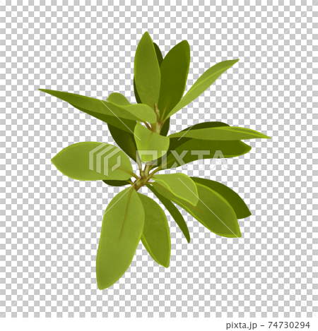 鮮やかな黄緑色のドングリの木の枝 線画なし 鮮やかな黄緑色のドングリの木の枝 線画なし 74730294