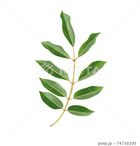 鮮やかな緑のシマトネリコの枝　線画なし 74730295