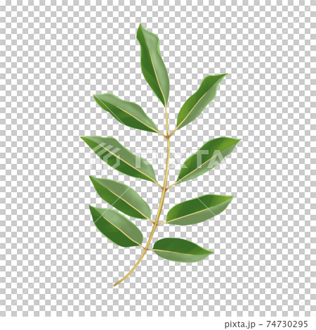 鮮やかな緑のシマトネリコの枝　線画なし 74730295