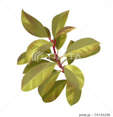 シックな黄緑色のカナメモチの枝 線画なし シックな黄緑色のカナメモチの枝 線画なし 74730296