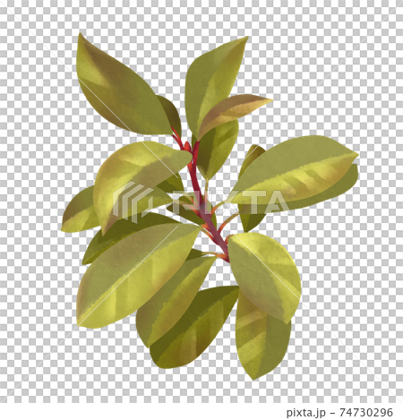 シックな黄緑色のカナメモチの枝 線画なし シックな黄緑色のカナメモチの枝 線画なし 74730296
