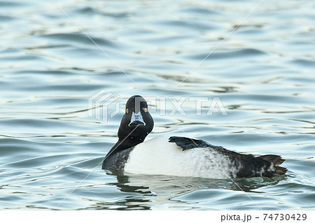 キンクロハジロ 74730429