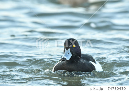 キンクロハジロ 74730430