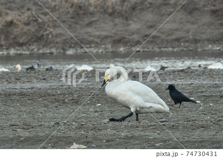 ハクチョウ 74730431