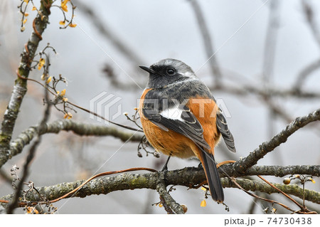 ジョウビタキ 74730438