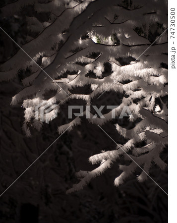 日差しが当たった樹氷 74730500