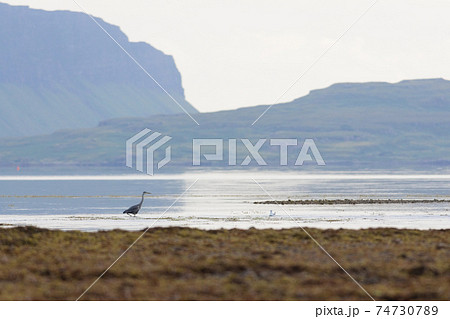 Heron wading shallow water at low tide, dramatic cliff background 74730789