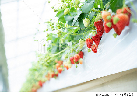 いちご狩り いちご狩り 74730814