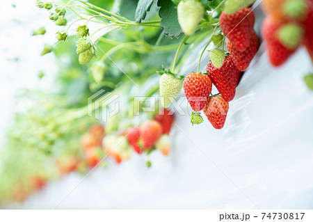 いちご狩り　 74730817