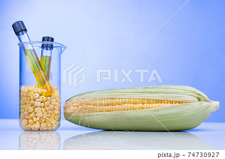 Ethanol biofuel derived from corn maze with beaker test tubes in laboratory on blue background Ethanol biofuel derived from corn maze with beaker test tubes in laboratory on blue background 74730927