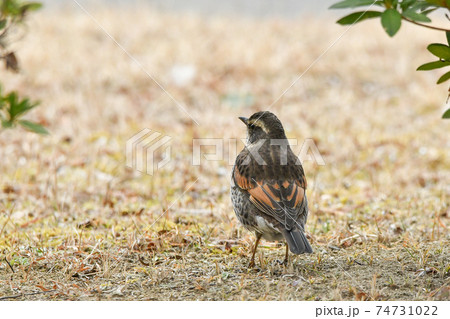 ツグミ 74731022