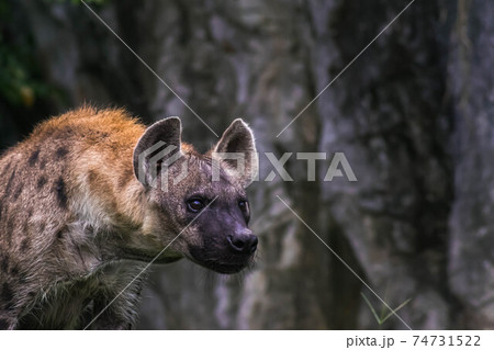 Hunter Hyena Portrait wildlife live in savanna Africa Big dangerous animal Kruger Hunter Hyena Portrait wildlife live in savanna Africa Big dangerous animal Kruger 74731522