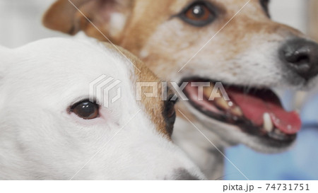 Cropped shot of two adorable jack russell terriers Cropped shot of two adorable jack russell terriers 74731751