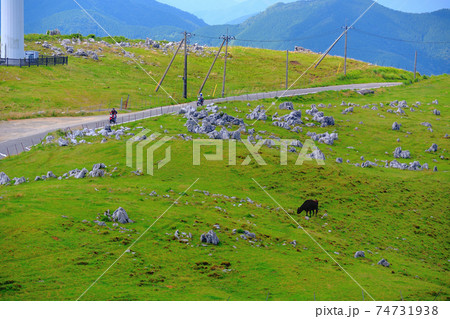四国カルスト・牛を眺めながら天空の道を進むオートバイ・姫鶴平付近・愛媛県・高知県(2) 74731938