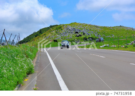 四国カルスト・アルプスのような絶景が続く天空の道を楽しくドライブ・姫鶴平付近・愛媛県・高知県(12) 四国カルスト・アルプスのような絶景が続く天空の道を楽しくドライブ・姫鶴平付近・愛媛県・高知県(12) 74731958