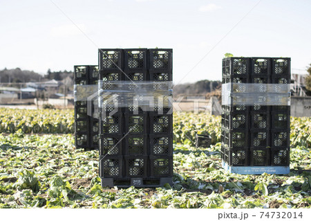白菜畑　白菜　野菜　畑　農業　栽培　ビジネス　産業　ハクサイ　葉野菜 74732014
