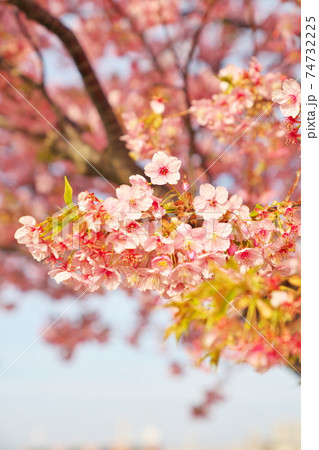 きれいな春の便り きれいな春の便り 74732225