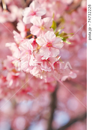 見ごろを迎えた春の河津桜 見ごろを迎えた春の河津桜 74732226