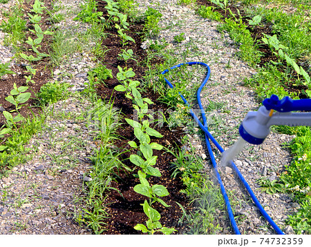 向日葵の葉	 74732359