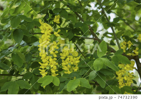 黄色い垂れ下がった花 キングサリの写真素材