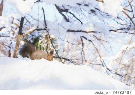 雪上の冬のエゾリス 74732487