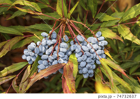 ヒイラギナンテンの実 74732637