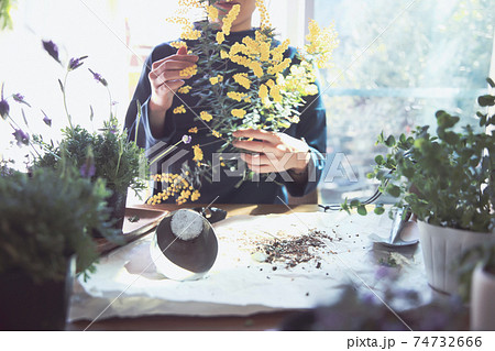 黄色の花のミモザを持つ女性 黄色の花のミモザを持つ女性 74732666
