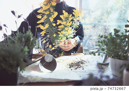 黄色の花のミモザを持つ女性 黄色の花のミモザを持つ女性 74732667