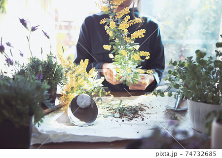 黄色の花のミモザを持つ女性 黄色の花のミモザを持つ女性 74732685